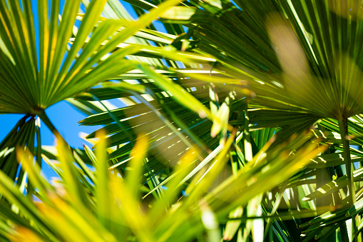 (Selective focus) Close-up view of a green Cycas leaves with a blue sky in the background.