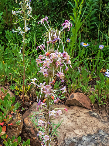 Found on the trail to Rabbit Ears Peak in Colorado