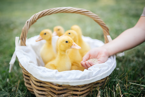 a group of small yellow ducklings sitting in a wicker basket and eating food from hand