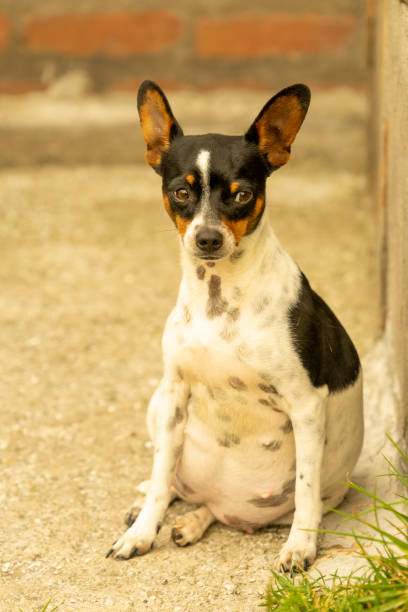 An adorable terrier peeking around the corner of a wall.