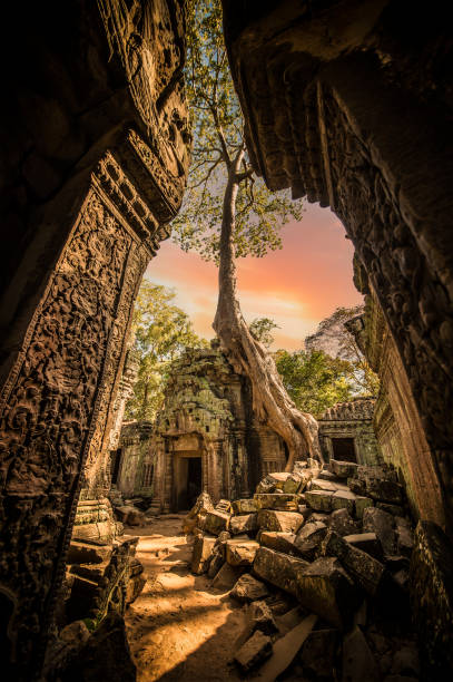 (selektiver fokus) atemberaubende aussicht auf den ta prohm tempel mit einem großen alten baum. ta prohm ist der moderne name des tempels in siem reap, kambodscha. - khmer stock-fotos und bilder