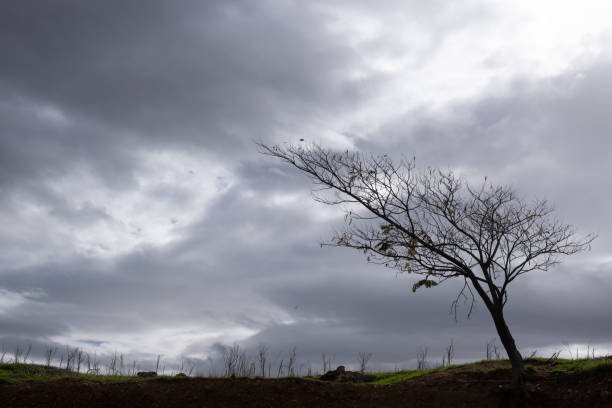 istock Lonely leafless dry tree against stormy cloudy 1300378712