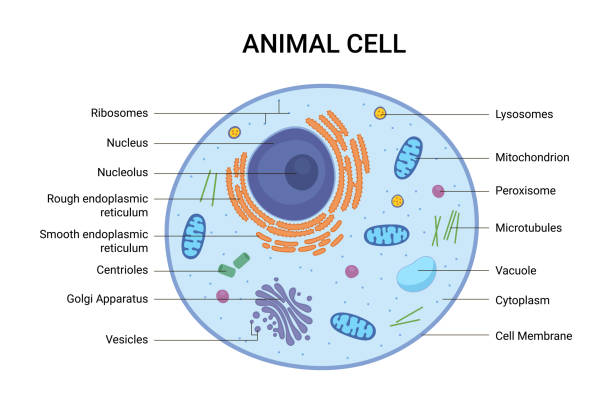 vektordarstellung der struktur der tierzellanatomie. bildungsinfografik - nucleolus stock-grafiken, -clipart, -cartoons und -symbole