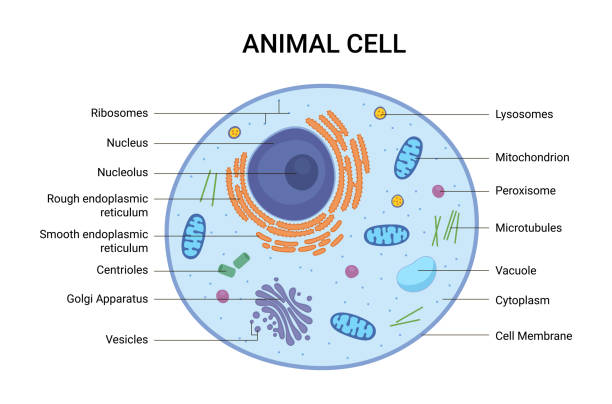 wektorowa ilustracja struktury anatomii komórek zwierzęcych. infografika edukacyjna - animal cell stock illustrations