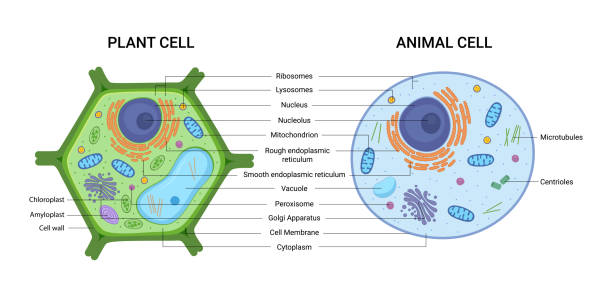 vektordarstellung der pflanzen- und tierzellanatomiestruktur. bildungsinfografik - animal body stock-grafiken, -clipart, -cartoons und -symbole