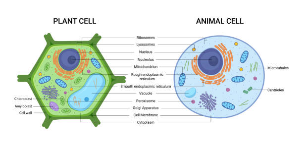 ilustraciones, imágenes clip art, dibujos animados e iconos de stock de ilustración vectorial de la estructura de anatomía celular vegetal y animal. infografía educativa - célula