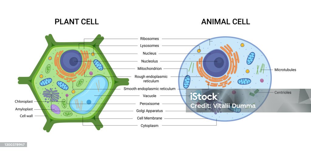 Vector Illustration Of The Plant And Animal Cell Anatomy Structure  Educational Infographic Stock Illustration - Download Image Now - iStock