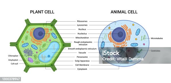 7,015 Plant Cell Animal Cell Stock Photos, Pictures & Royalty-Free Images -  iStock