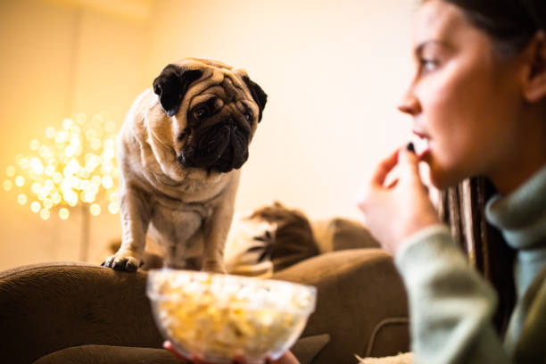 A cute pug begging for popcorn A pretty young woman is eating popcorn at her home while a cute pug is staring at it popcorn snack bowl isolated stock pictures, royalty-free photos & images