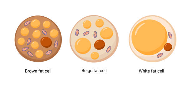 векторный набор коричневых, бежевых и белых жировых клеток. иллюстрация жировой ткани - adipose cell stock illustrations
