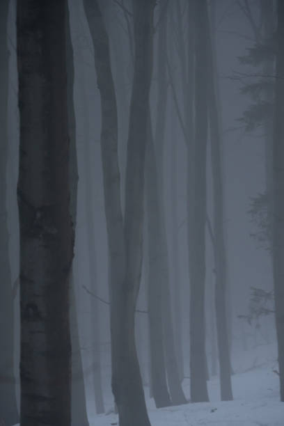 istock Winter misty scenery in snowy mountains 1300380934
