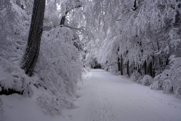 Winter photos taken during my skimo or nordic ski trips.