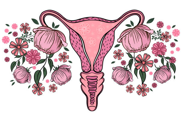 Vector drawing of a healthy female uterus with blooming flowers. Vector drawing of a healthy female uterus with blooming flowers. Concept of women's health, gynecology, menstrual cycle, ovulation. uterus stock illustrations