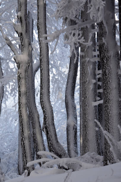 istock Winter misty scenery in snowy mountains 1300381398