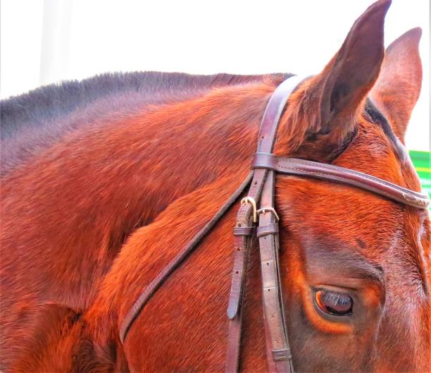 istock A horse portrait 1300382200