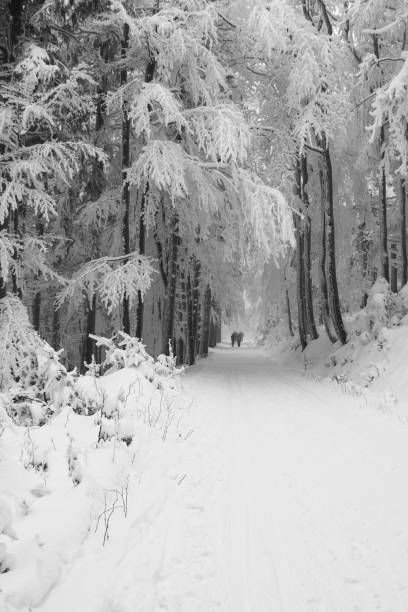 istock Winter misty scenery in snowy mountains 1300382310