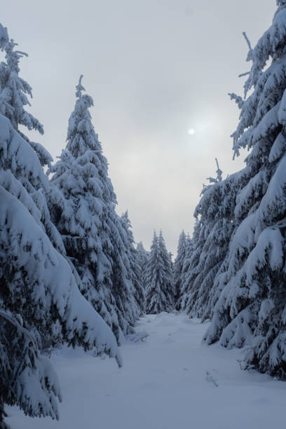 istock Winter misty scenery in snowy mountains 1300382493