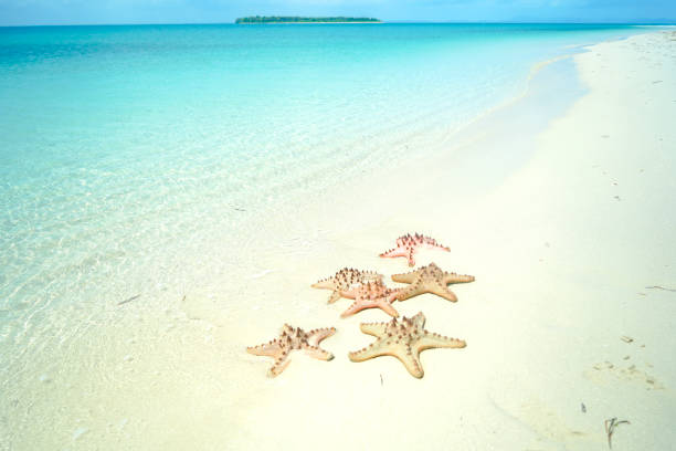 istock Starfish on the beach with clear blue sea 1300383381