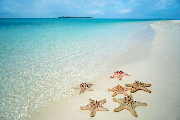 istock Starfish on the beach with clear blue sea 1300383482