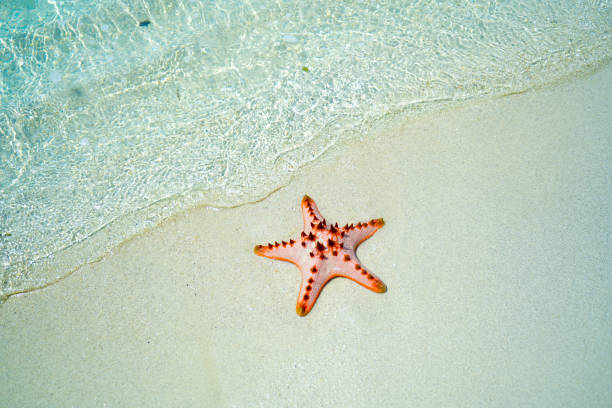 istock Starfish on the beach with clear blue sea 1300383570