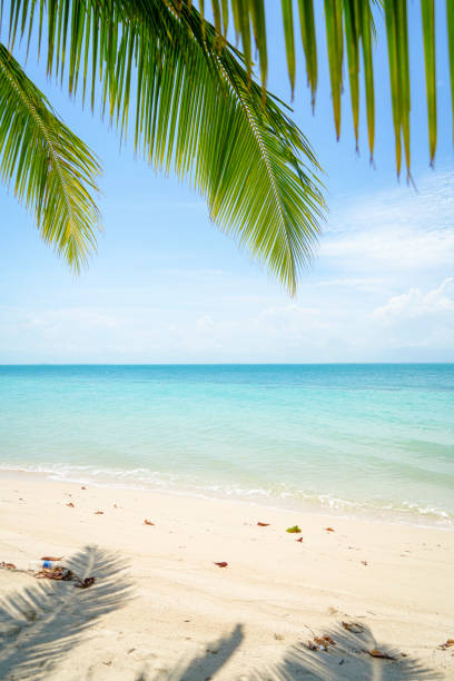 Beautiful Island with Ocean Wave on Sandy Beach and Coconut tree