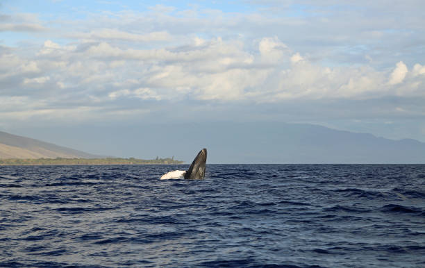 istock Maui and jumping whale 1300384004