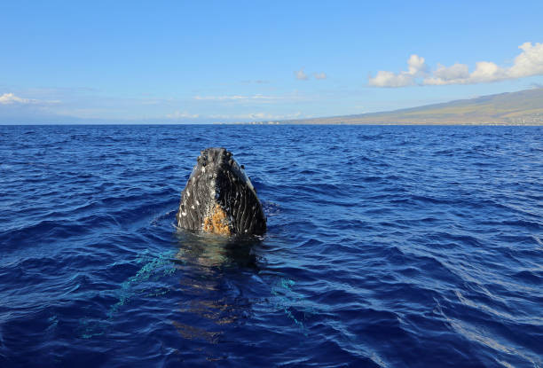 istock Maui and whales head 1300384741