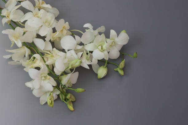 white orchid in a gray gradation background stock photo