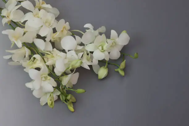 Photo of white orchid in a gray gradation background