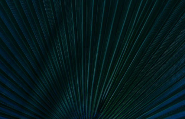 Green leaves Palm texture background Blue tone dark