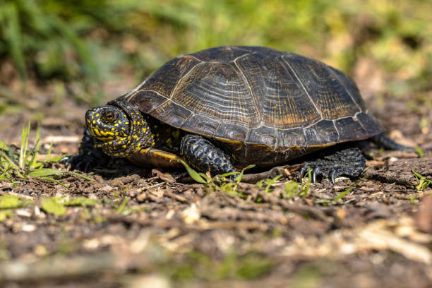 istock European pond turtle 1300388645