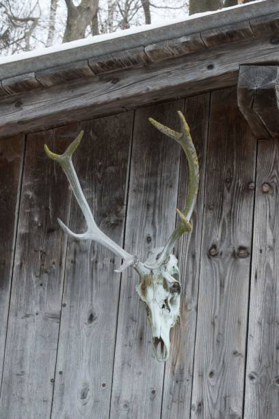 istock deer antlers as hunting trophy 1300388810