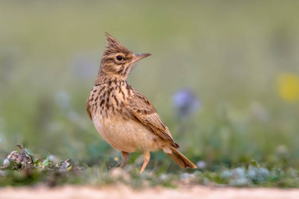 Crested lark side view Crested lark (Galerida cristata) foraging on the ground side view in the Spanish Pyrenees, Vilagrassa, Catalonia, Spain. April. galerida cristata stock pictures, royalty-free photos & images
