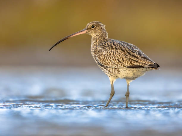 curlew eurasiatico guadare in marea palude waddensea - animal beak bird wading foto e immagini stock