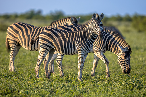 Three Common Zebras (Equus quagga) grazing in bushveld savanna of Kruger national park South Africa