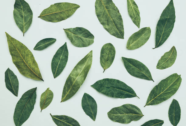 istock Dry laurel leaves on a white background. Aromatic herbs and spices 1300391051
