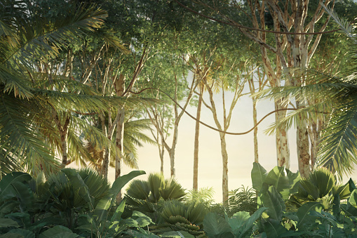 3d rendering of green jungle in the evening sunshine