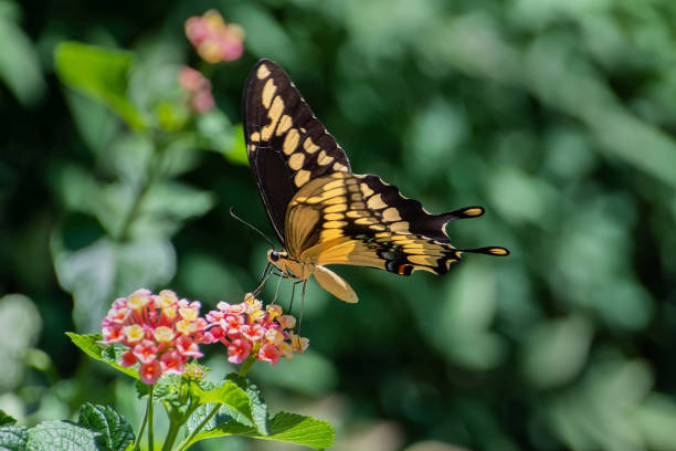 istock Eastern giant swallowtail butterfly 1300395042