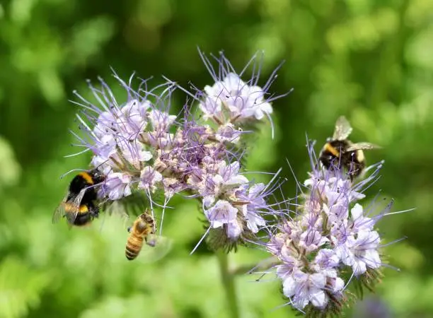 Two buff tailed bumblebees and a honey bee hovering next to a purple phacelia flower on a bright sunny day.