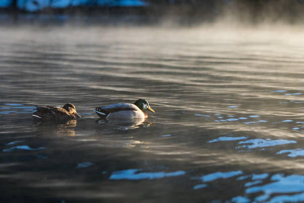 Misty sunrise at lake Bles, two ducks swimming.