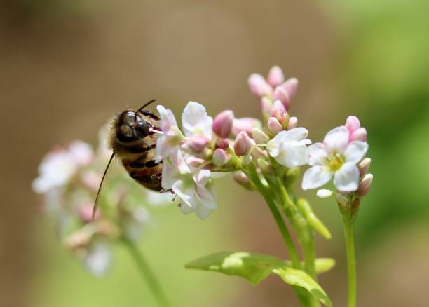 Honey bee feeding from a buckwheat flower A close up of a honey bees face feeding from a delicate white and pink buckwheat flower. buckwheat photos stock pictures, royalty-free photos & images