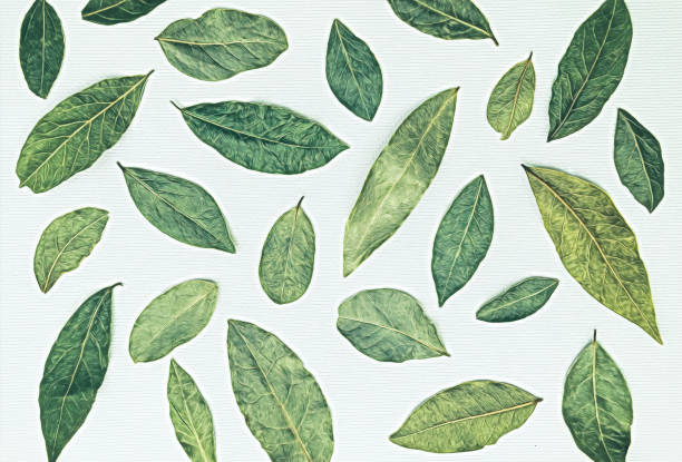 istock Dry laurel leaves on a white background. Aromatic herbs and spices 1300396719