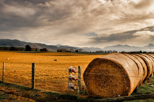 Agricultural farmland  country around Geraldine, Canterbury featuring a long line of hay straw bales and sheep