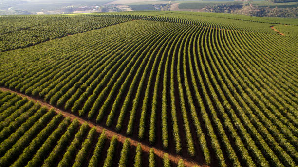 istock Aerial view coffee plantation in Minas Gerais state - Brazil 1300401005
