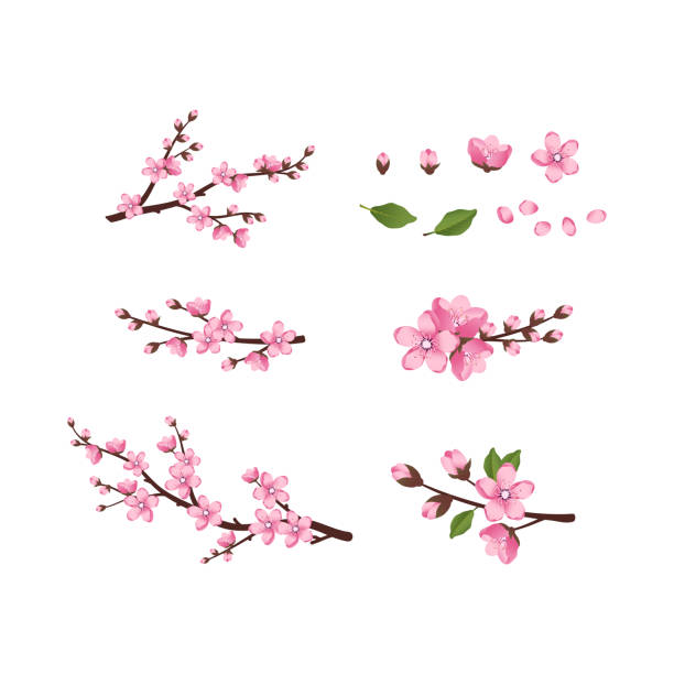 Flores Chinas - Banco de fotos e imágenes de stock - iStock Flores Chinas - Banco de fotos e imágenes de stock - iStock