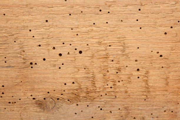 istock Wooden Background Termite Holes 1300401950
