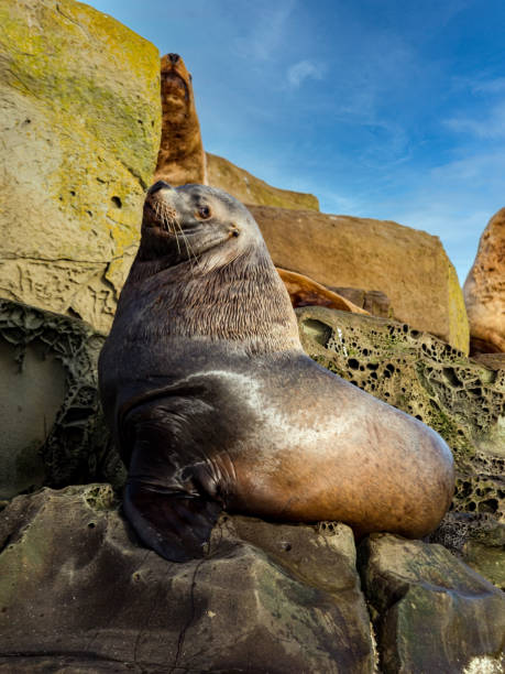 istock Handsome Steller Sea Lion 1300402975