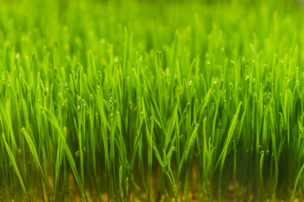 Fresh Wheatgrass plant organic for squeeze juice, Nutritious homegrown Wheatgrass, green wheat sprouts for juice.