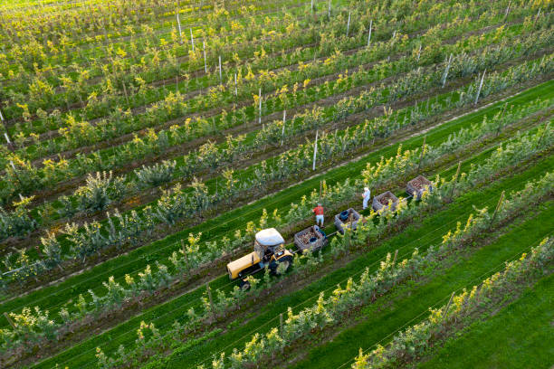 istock Tractor during apple harvest in orchard, aerial view 1300407638