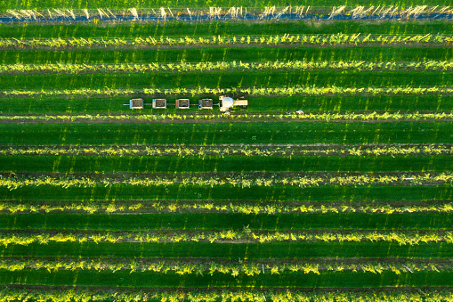 Aerial view of farmers picking apples in the orchard and loading them into trailers pulled by a tractor.